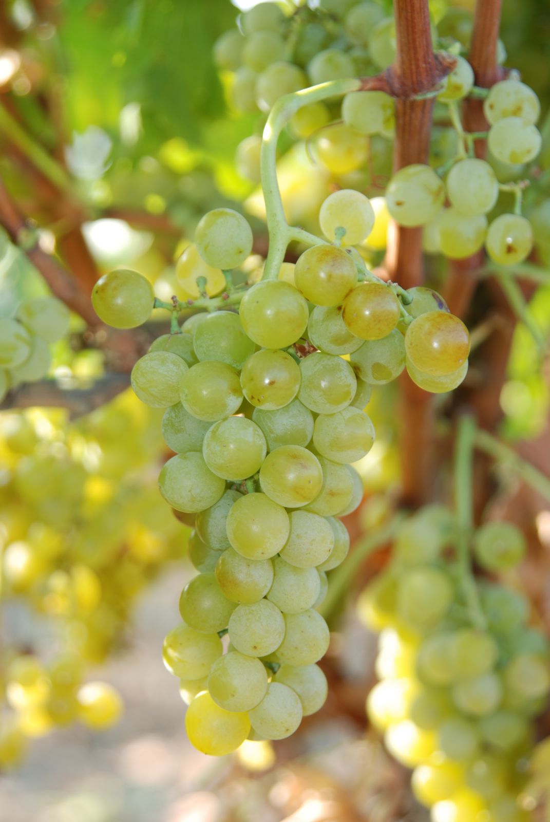 Zibibbo (Muscat of Alexandria) drying for Passito di Pantelleria